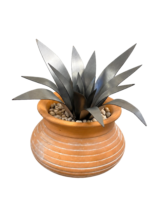 Aloe Succulent Kit