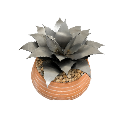 Agave Succulent Kit