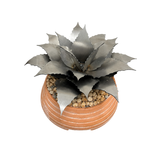 Agave Succulent Kit