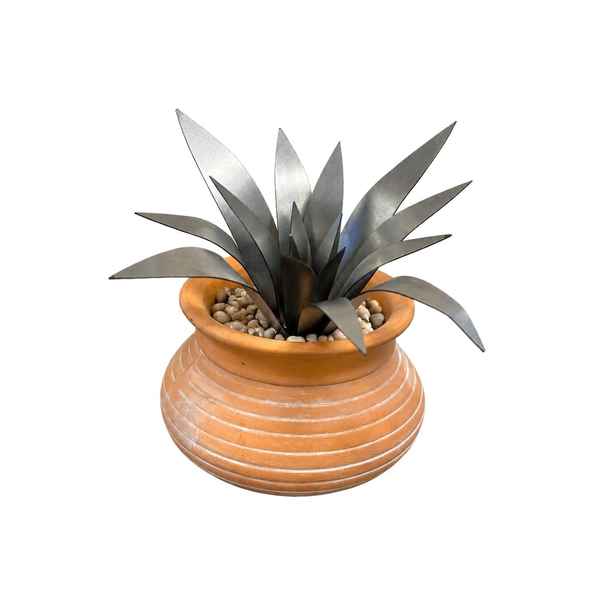 Aloe Succulent Kit