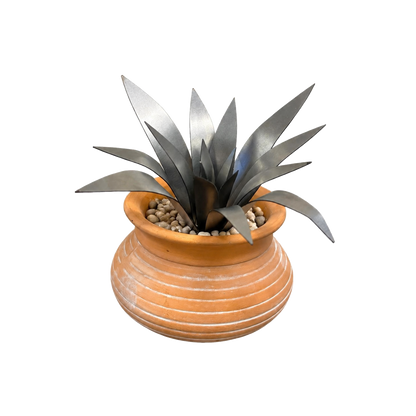Aloe Succulent Kit